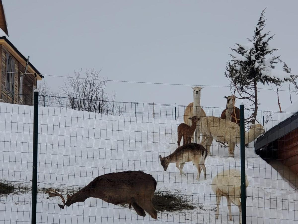 Domeniul Valea Lupilor- Pensiunea Valea Cu Struti Şirnea Buitenkant foto